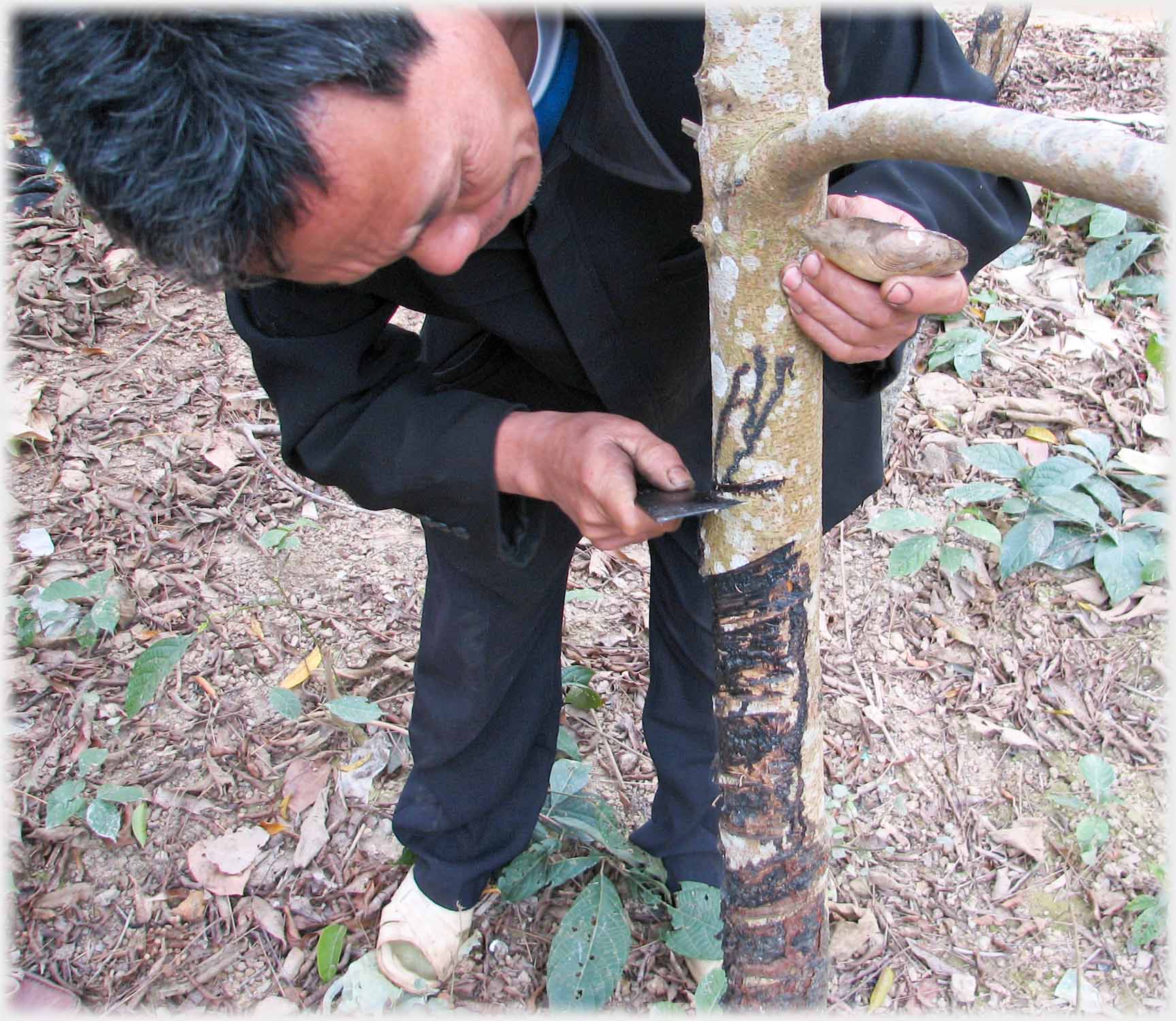 Man making cut into trunk of sapling, oyster shell in hand.