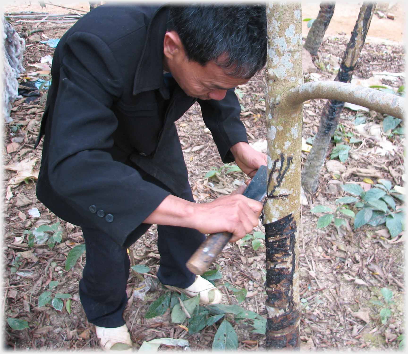 Man making cut into trunk of sapling.