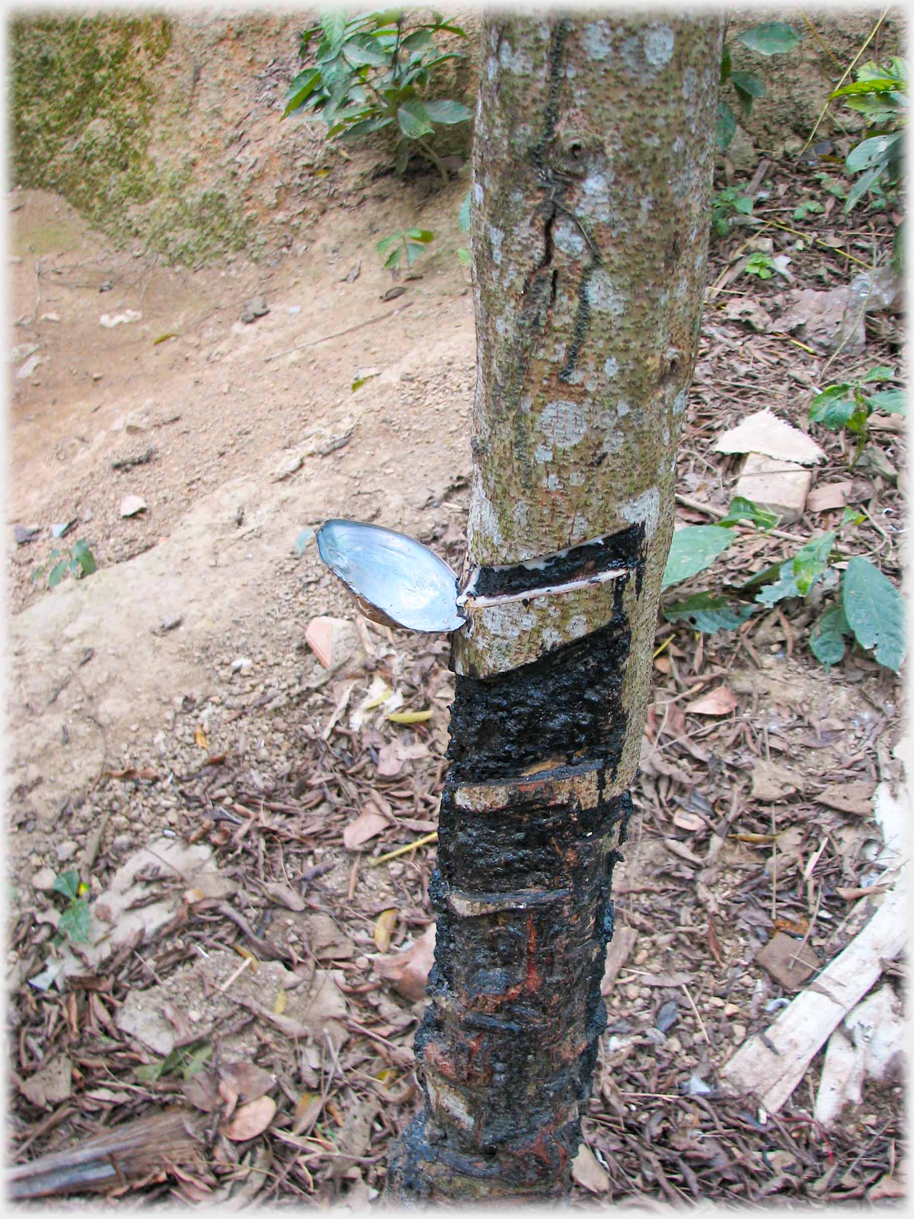 Trunk with signs of gum oozing and oyster shell slotted into place.