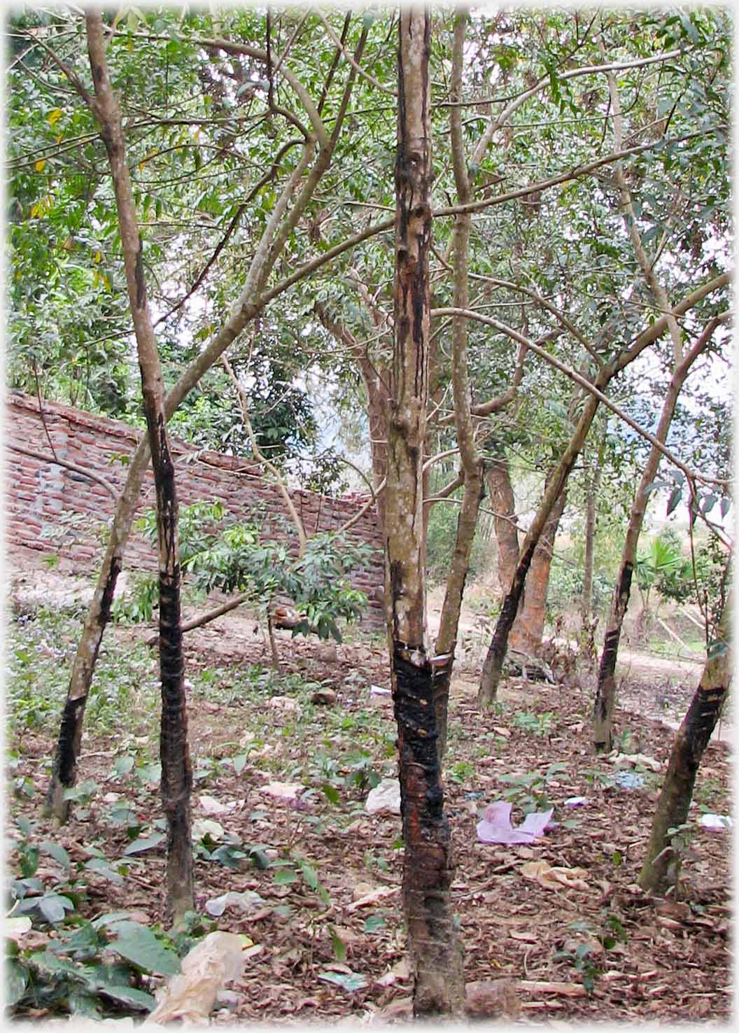 Closer view of one tree showing scarring on trunk.