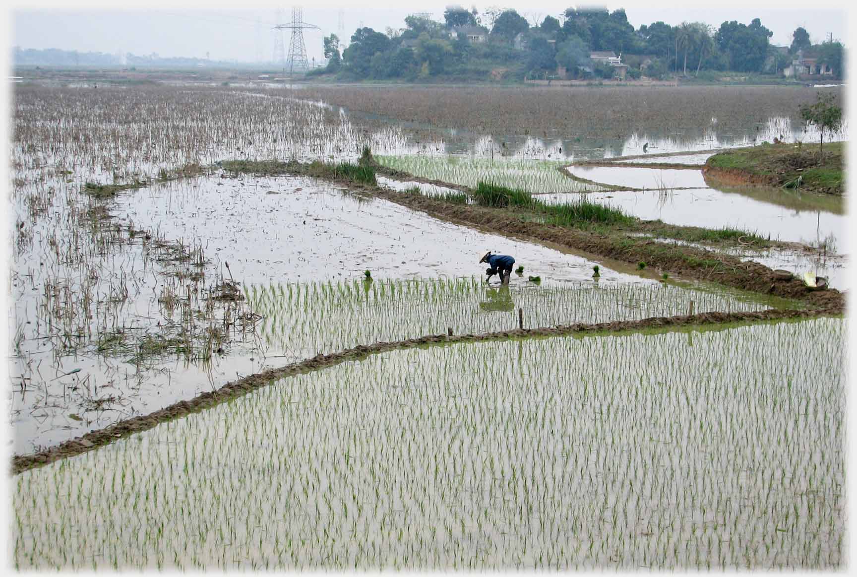 Woman in paddy fields, bending planting.