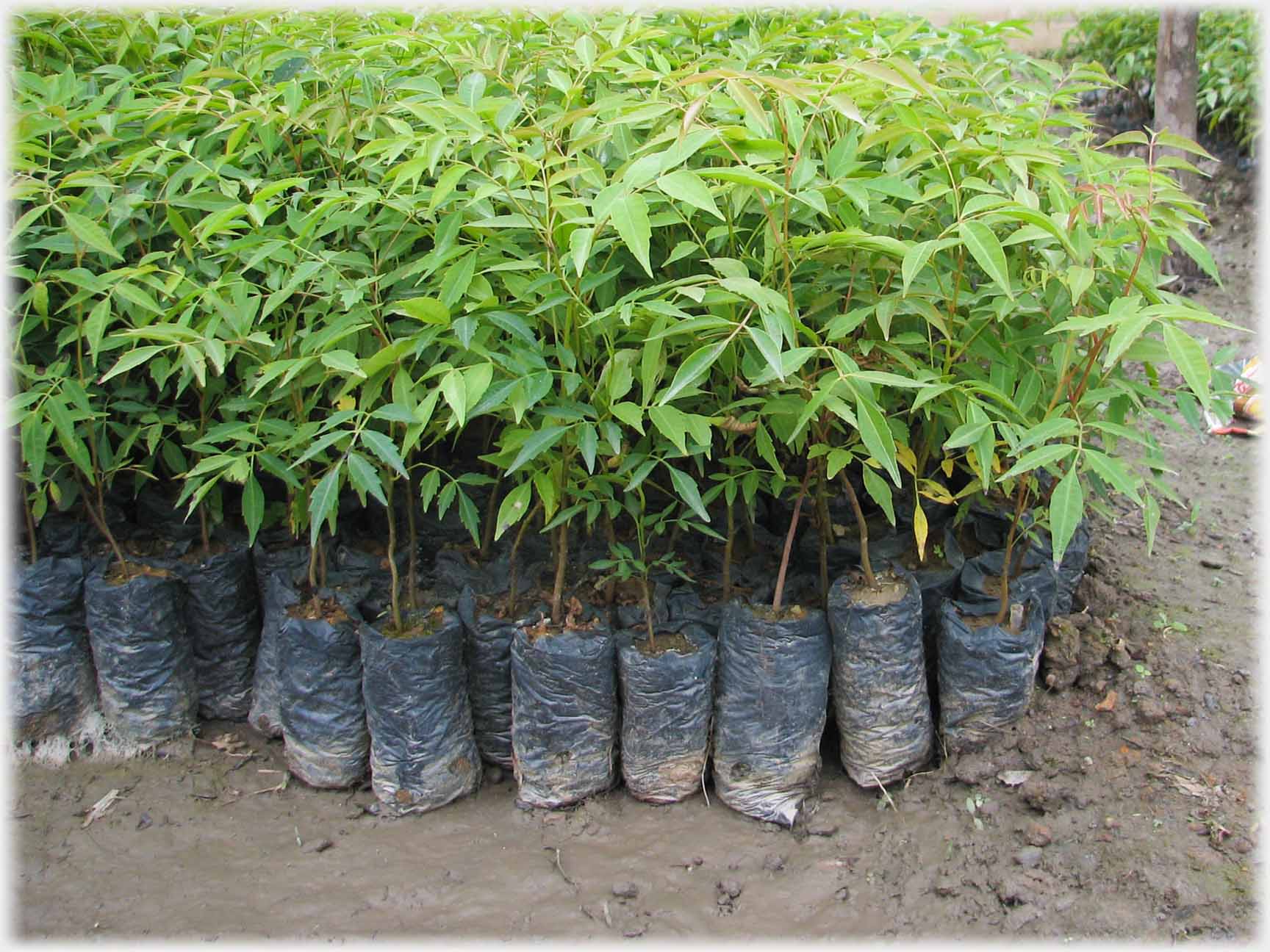 Single seedlings in plastic bags.